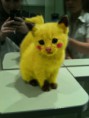 /album/fotogalerij/picatjuu-kat-jpg/